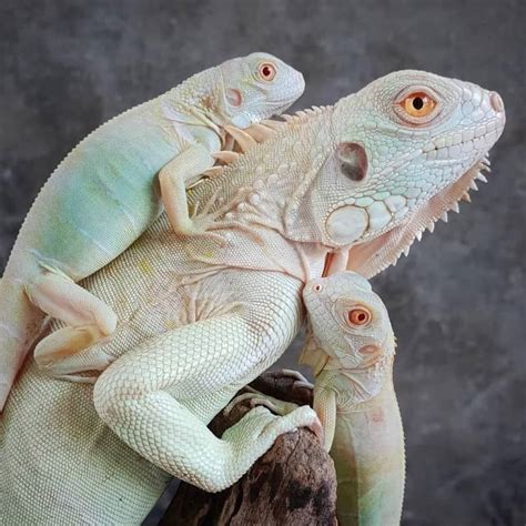 Sex Female. . Snow iguana for sale